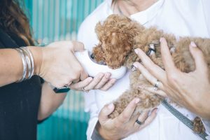 One person holds a bowl from which a small dog with curly hair, held up by another person, is drinking or eating from