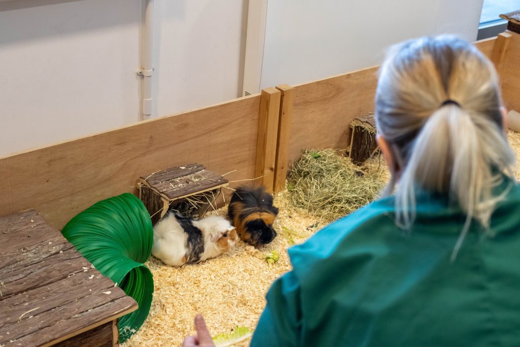 Animal Welfare Science - Image 6