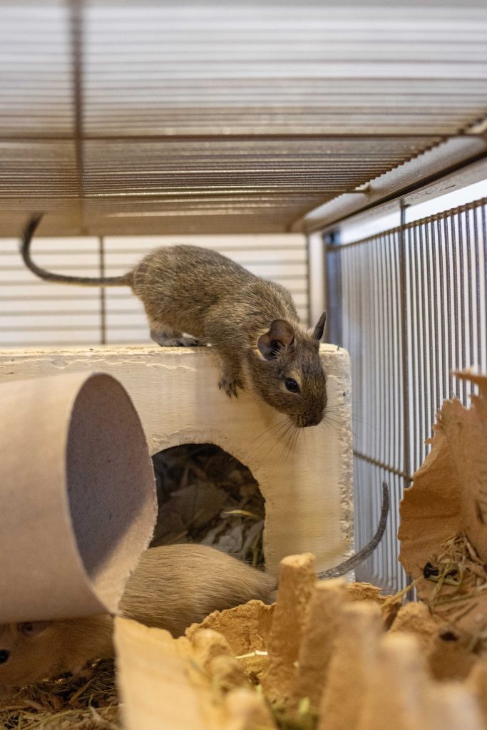 Animal Welfare Science - Image 5